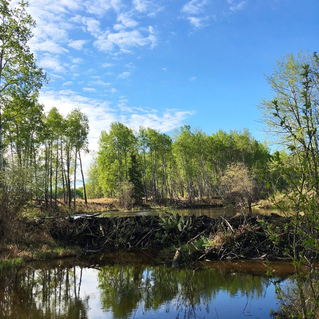 The beaver dam.