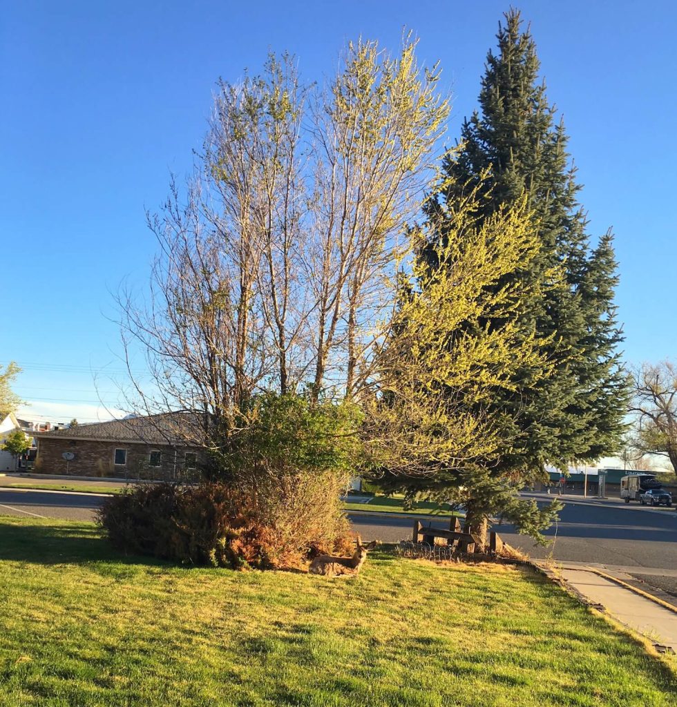 DEER IN THE FRONT GARDEN